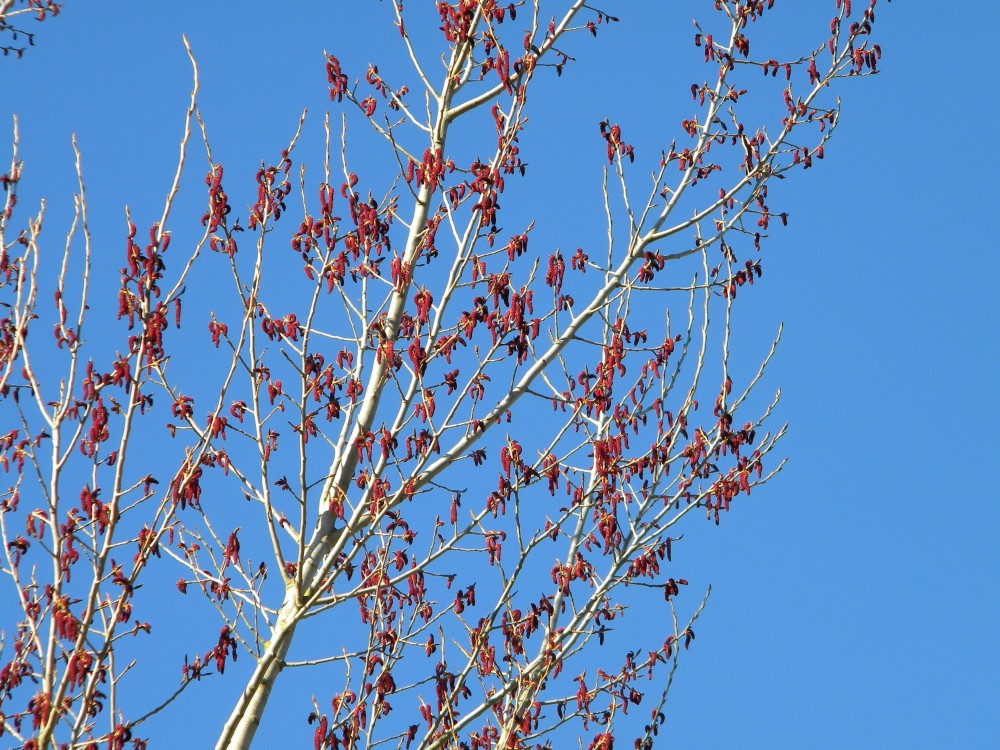 Populus nigra poplar (tree B21) catkins 2026-03-21 (4684)