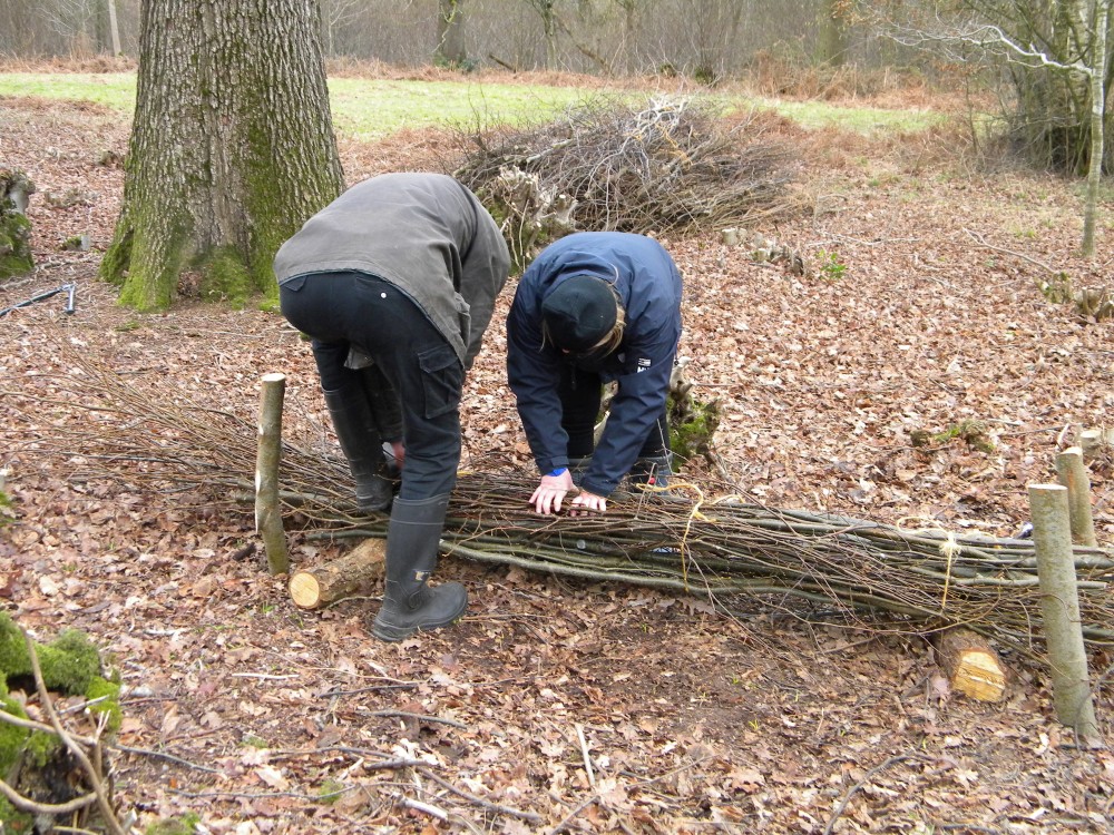 Brash being bound into faggots at Swanton Novers 2025-02-23 (4189)