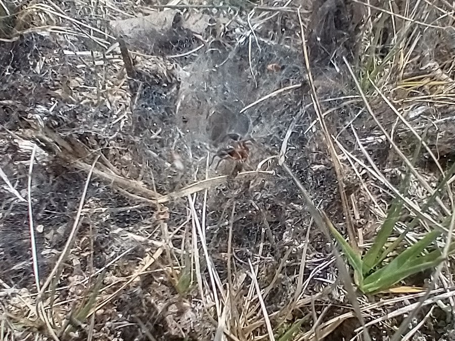 Textrix denticulata (funnel-web spider) at Upgate Common 2025-05-11 (c) Jackie Grzeskowiak