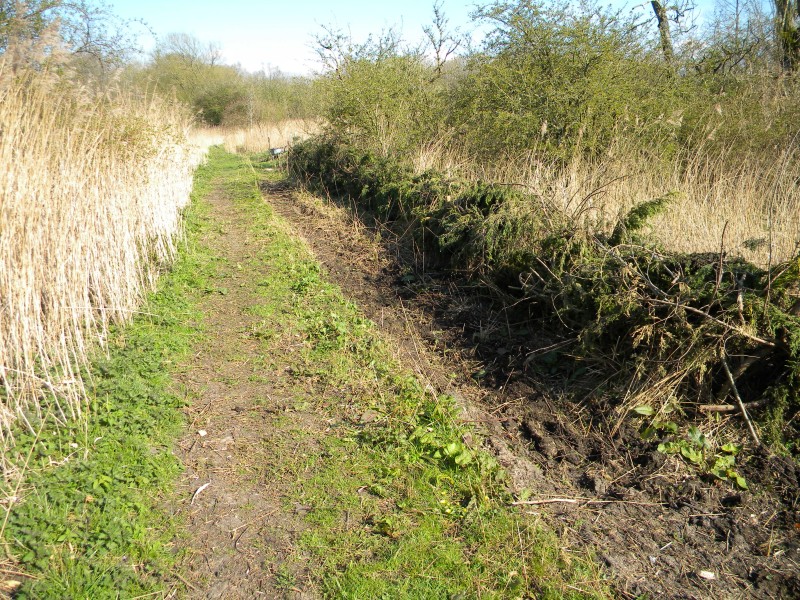 Top Blackthorn brash hedge part finished 2021-04-13 (1781)