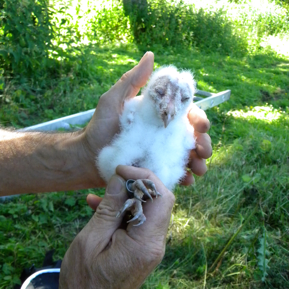 Smallest barn owl chick from triangular box, Hillside House 2018-07-01 (1259)
