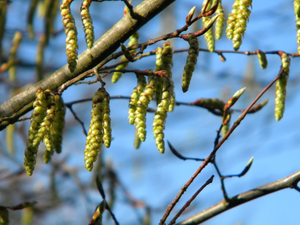 Hornbeam catkins 2026-03-21 (4696)