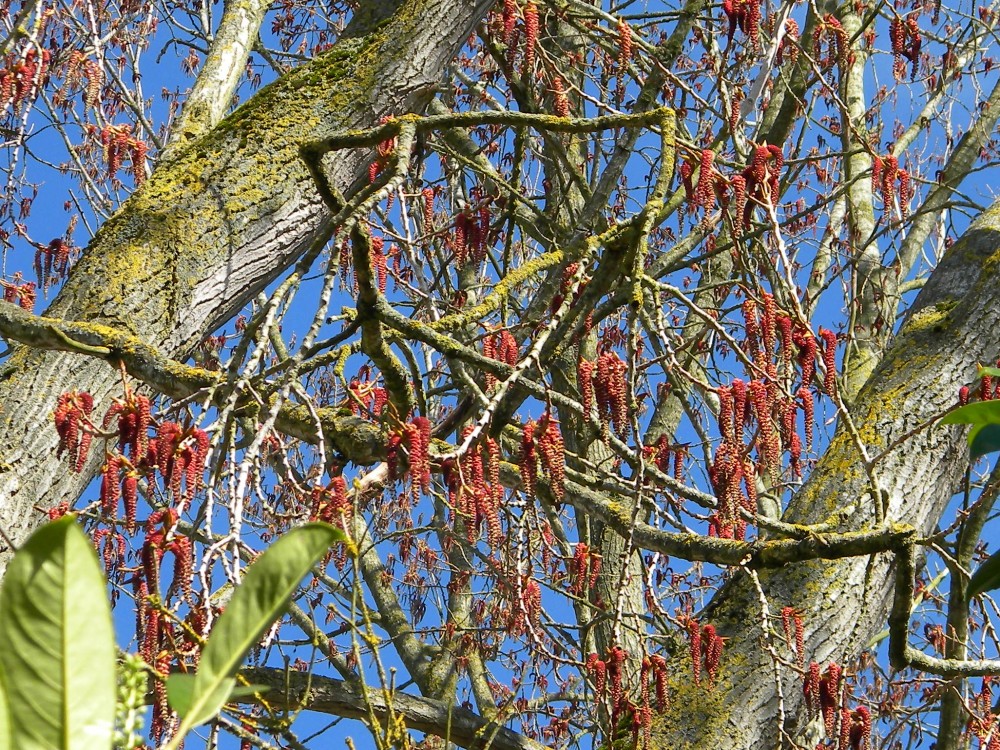 Hybrid poplar (prob nigra x deltoides) catkins 2026-03-17 (4660)