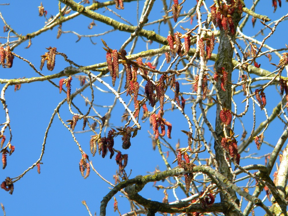 Hybrid poplar (prob nigra x deltoides) catkins 2026-03-21 (4671)