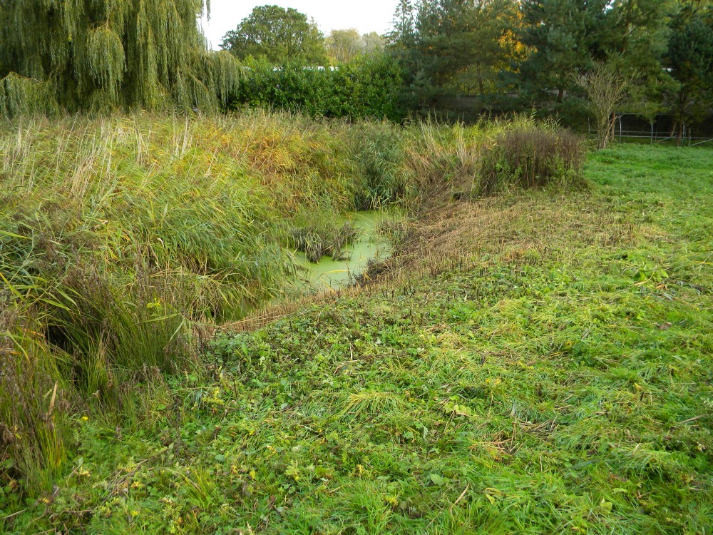 Reed fringe on main pond southern edge trimmed 2025-10-19 (4400)