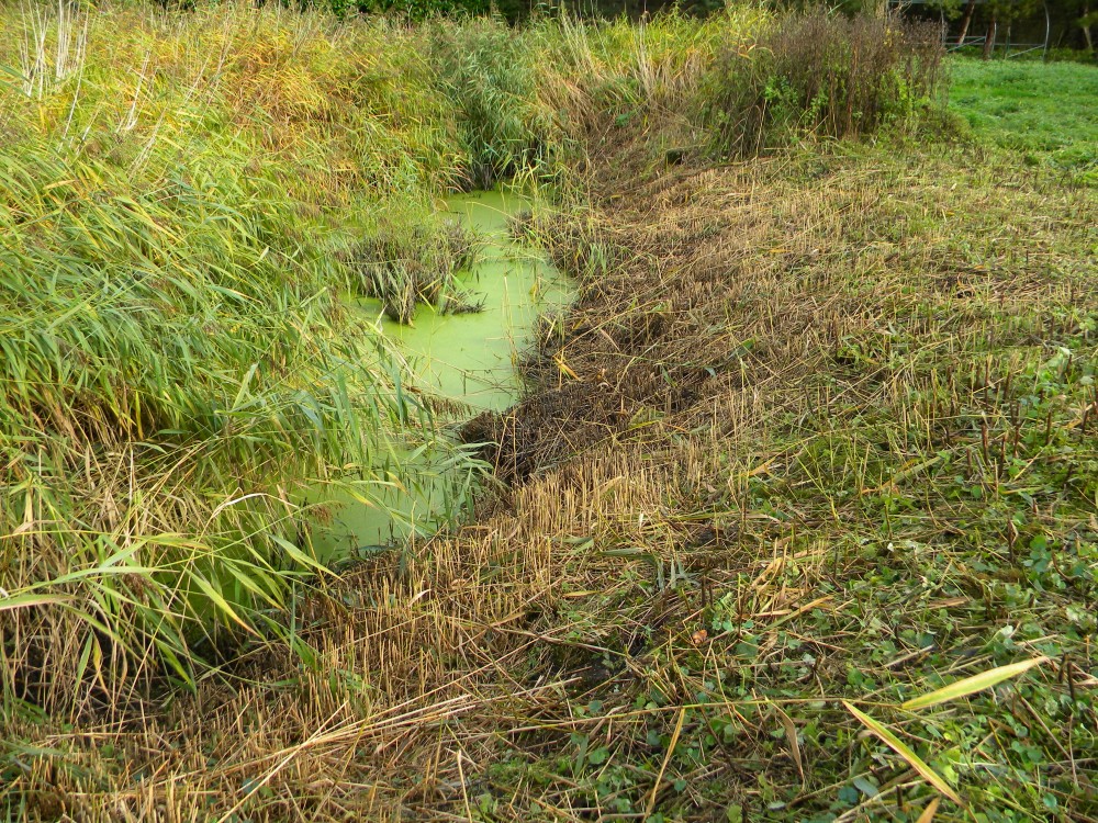 Reed fringe on main pond southern edge trimmed 2025-10-19 (4402)