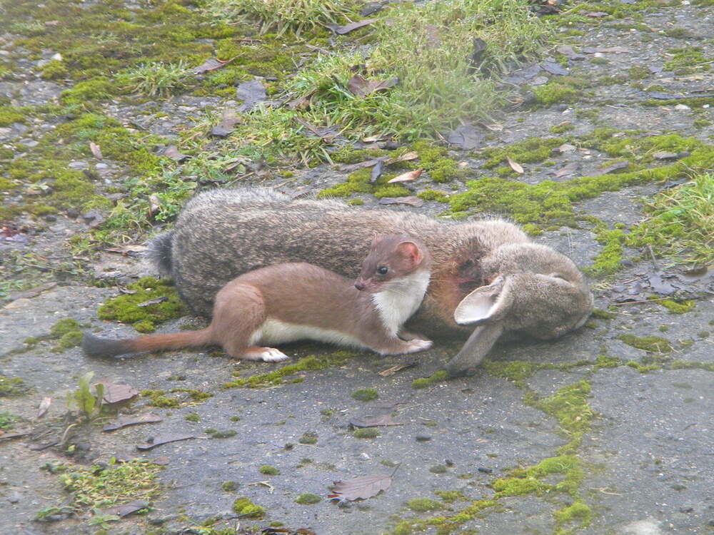 Stoat with rabbit next to Hillside House, 2021-01-19 (1700)