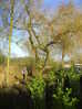 Tree surgeons pruning weeping willow, Hillside House, 2017-02-03 (0841)