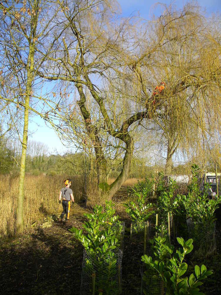 Tree surgeons pruning weeping willow, Hillside House, 2017-02-03 (0841)