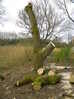 Weeping willow after final pruning, Hillside House 2017-03-07 (0855)
